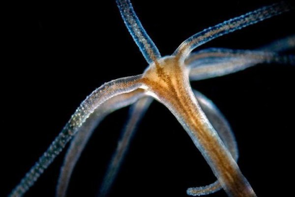 Кракен сайт маркет