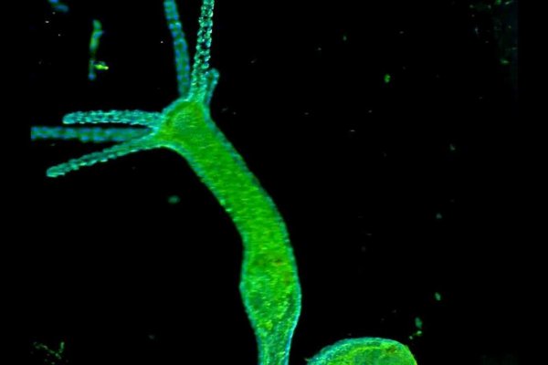 Кракен сайт 17at