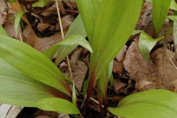 Kraken даркнет что это